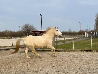 Lusitano valach - 7