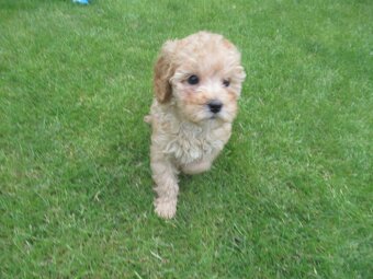 Maltipoo štěňátka - 7