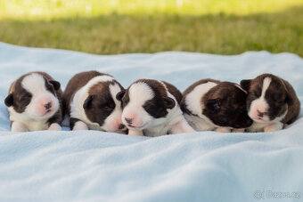 Welsh Corgi Cardigan - 7