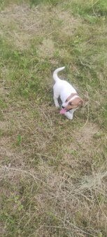 Jack Russell teriér - 7