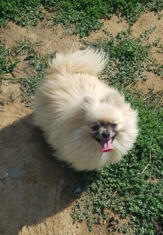 Pomeranian Špic - 7