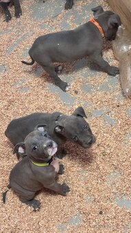 Americký stafordširský teriér - 7