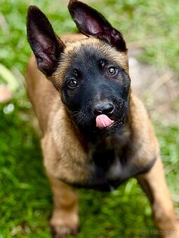 BELGICKÝ OVČÁK MALINOIS - ŠTĚŇATA S PP - 7