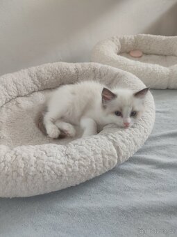 Ragdoll bez PP - 7