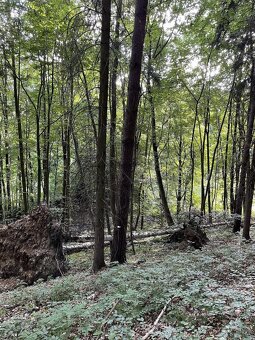 Prodám pozemky v k.ú. Útěchov u Moravské Třebové - 7