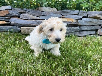 Maltipoo šteniatko, maltezák, pudel - 7