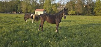 2letá kobylka Nena - Barock pinto - 7