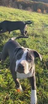 American Bully XL - 7