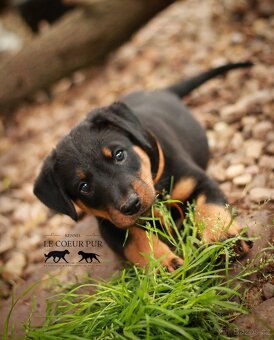 Beauceron - štěňátka k rezervaci - 7