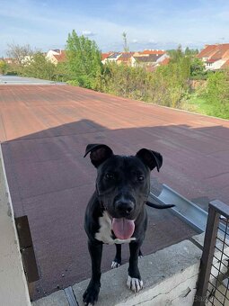 roční pejsek Apollo 🐶 Staford křížený s Pitbulem - 7