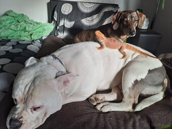 Krytí American Bully standard - 7