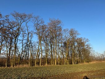 Prodám lesní pozemek v k. ú. Radouň - 7