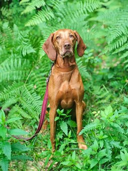 Biothane obojky a vodítka pro psy - 7