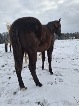 AQH smoky black klisna - 7