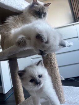 Ragdoll blue color koťátka - 7