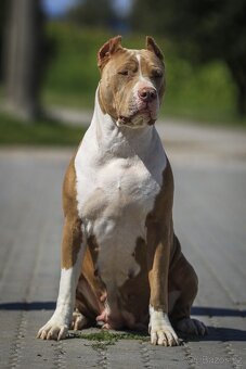 American bully XL/XXL s PP/podobné ako stafford/pitbull - 7