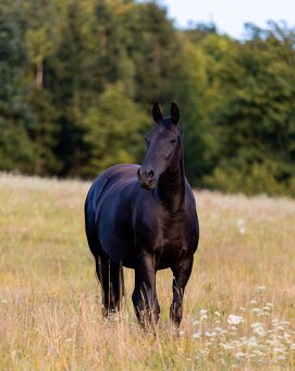 Karačajevský kůň | roční valach - 7