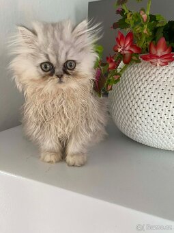 Perská koťátka - 7