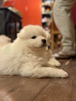 Samojed s PP - psík - 7