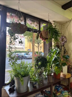 Přenechání květinářství - 7