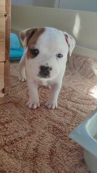 Krycí pes Stafordšírský bulteriér s PP . - 7