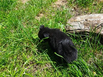 Čivava - pomeranian - 7