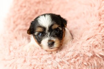 Biewer a Biro Yorkshire Terrier s PP, Jorkšír terier s PP - 7