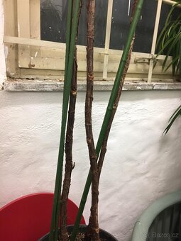 POKOJOVE KVETINY - 7