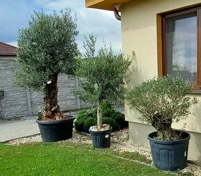 Olivovníky různé velikosti - 7