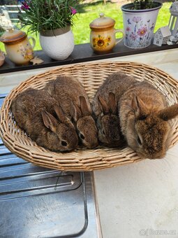 Zakrslý králík - 7