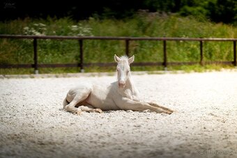 Cremello klisnička s odznaky s reining/cutting původem - 7