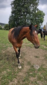Moravský teplokrevník - klisna - 7