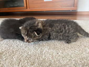 Májová koťata 🐈⬛ - 7