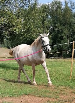 Welsh part bred, kobyla 14 let - 7