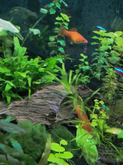 Akvarijní ryby, šneci, sladkovodní krrvety a rostliny - 7