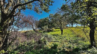 Zahrada u Kyjova o rozloze 1046 m2 - 7