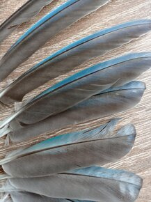 Peříčka z papouška - alexandr malý (pravé, přírodní) - 7