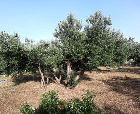 Kamenný dům s olivovým sadem - 7