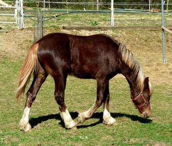 Welsh Cob D, Welsh pony - 7