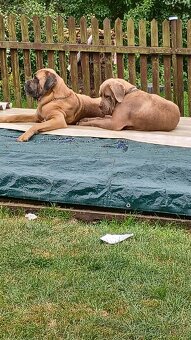 Cane Corso bez PP - 7