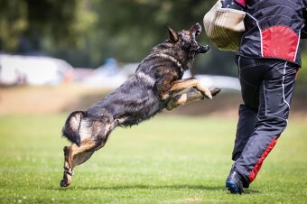 Německý ovčák štěně pes s PP - 7