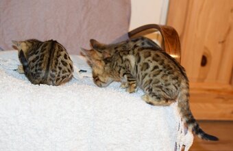 bengálská kočka - koťata - 7