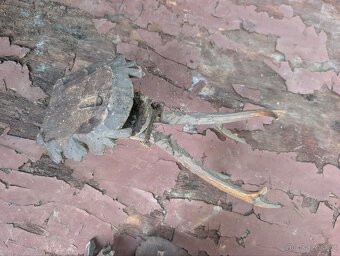 Vycpaniny trofeje - 7