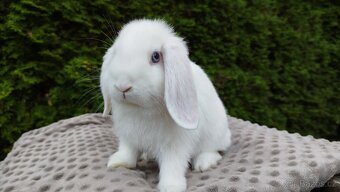 Zakrslý beránek, králíček, králík - HARRY - 7