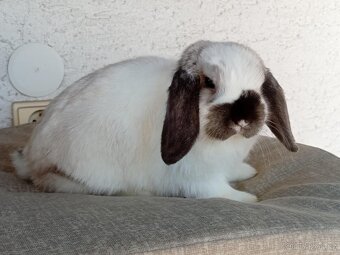 Samička Zakrslý Beránek MiniLop ❤️🍀 - 7