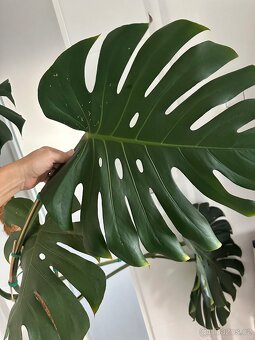 Monstera - 7
