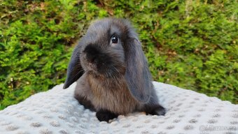 Zakrslý beránek, králíček, králík - PEGAS - 7