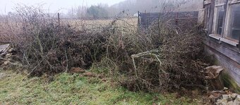 Dřevo za odvoz UŽ POUZE VĚTVE - 7