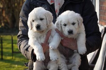 Štěňata zlatého retrívra - 7