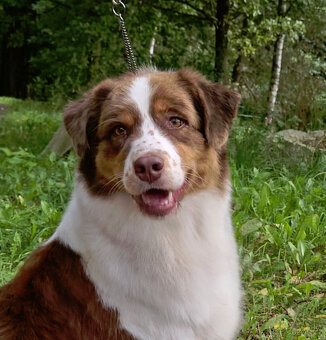 australský ovčák s pp - 7